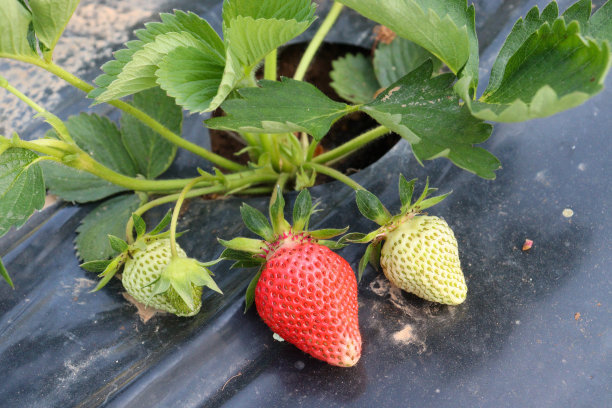 春天的第一批草莓图片下载