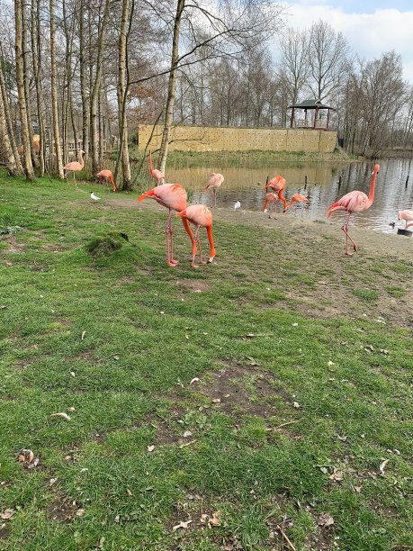 火烈鸟在河边的田野里图片下载