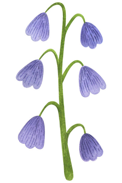 可爱的蓝色花朵。水彩画美学。图片下载