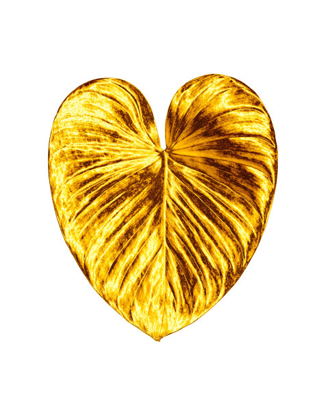 金色心形叶白色背景孤立，金色热带叶，黄色金属叶，花瓣插图，装饰植物设计元素，花枝图案，美丽的复古装饰图片下载