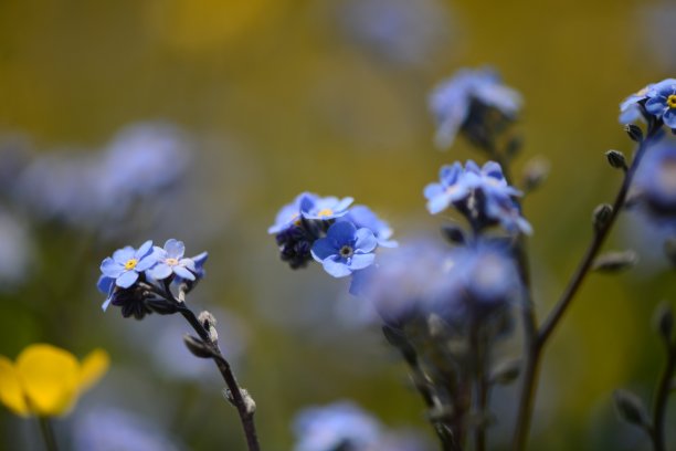 紫罗兰花在森林里靠近。春天的花朵从秋天的枯叶中发芽。欧洲森林里盛开的花朵。库存图片图片下载