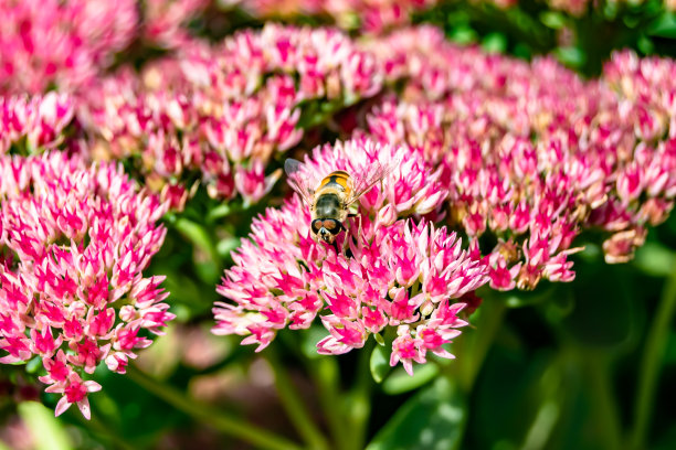 美丽的野花有翅膀的蜜蜂在背景叶草地图片下载