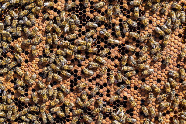 摘要六边形结构是蜂窝由蜂箱填充而成图片下载