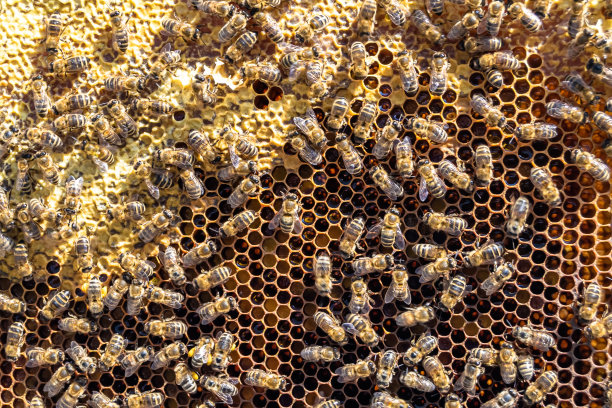 摘要六边形结构是蜂窝由蜂箱填充而成图片下载