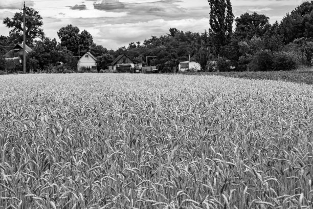 主题摄影:大麦田有机收获图片下载