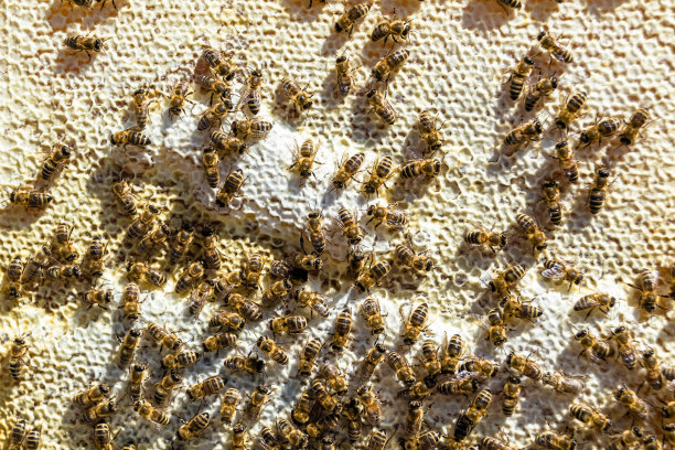 摘要六边形结构是蜂窝由蜂箱填充而成图片下载