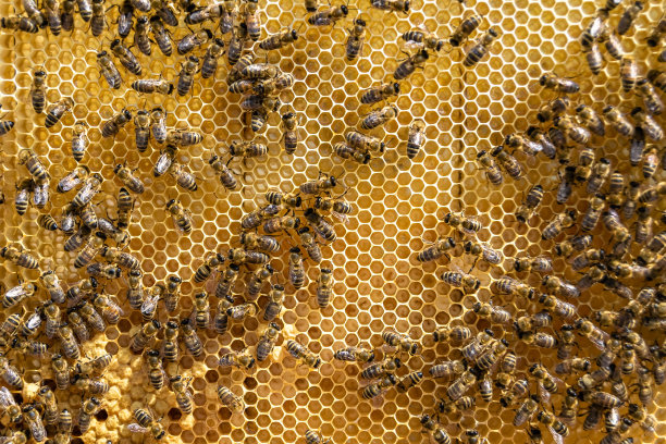 摘要六边形结构是蜂窝由蜂箱填充而成图片下载