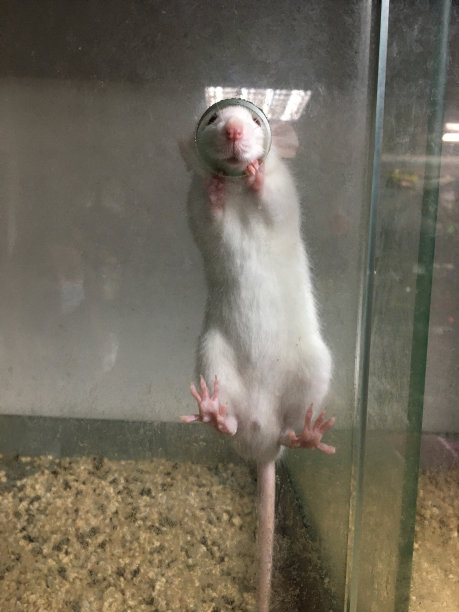 动物园里可爱的小白鼠。笼子里的动物。图片下载