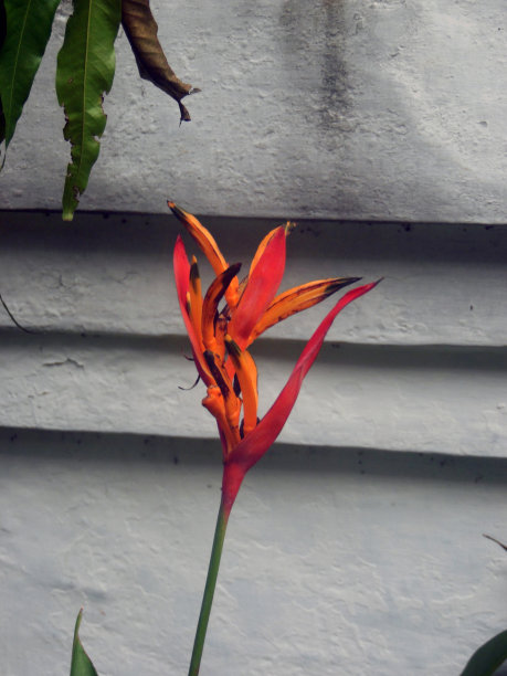 花园里的向日葵图片下载