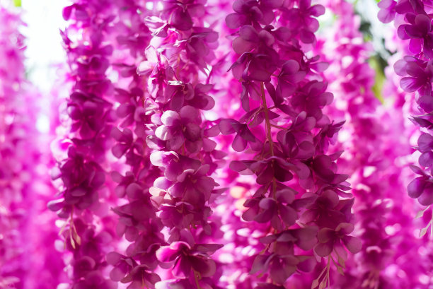许多粉红色的紫藤花作为背景图片下载