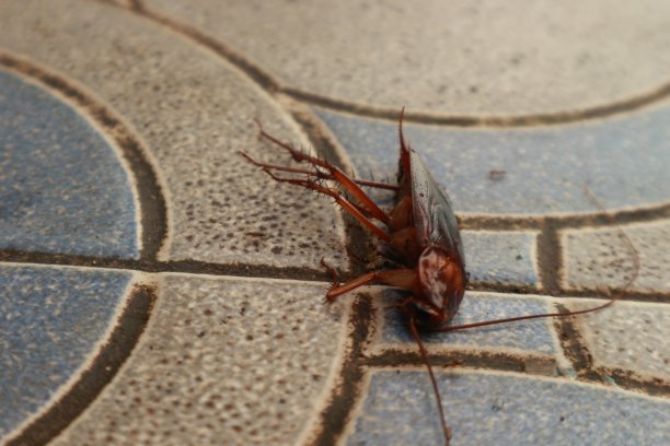 地板上有一只死蟑螂图片下载