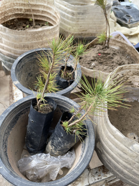 树种植图片下载