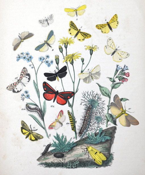 飞蛾、毛虫与寄主植物—复古彩色插图图片下载