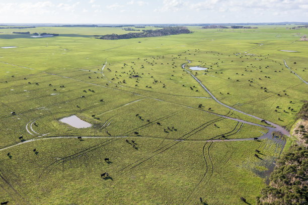 无人机航拍的牛在国王岛的田野里吃草的照片图片下载