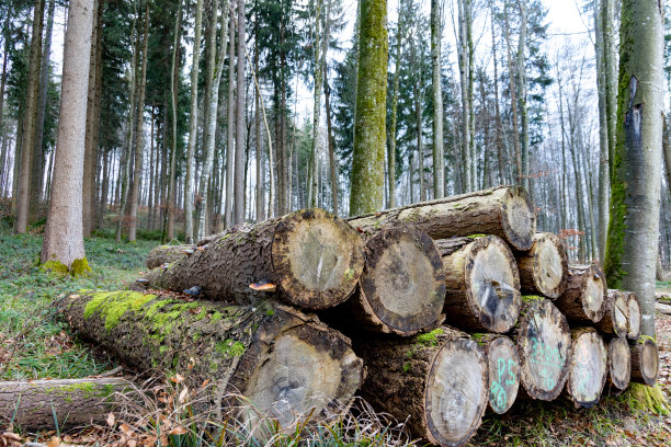 茂密的秋林里有许多大圆木图片下载