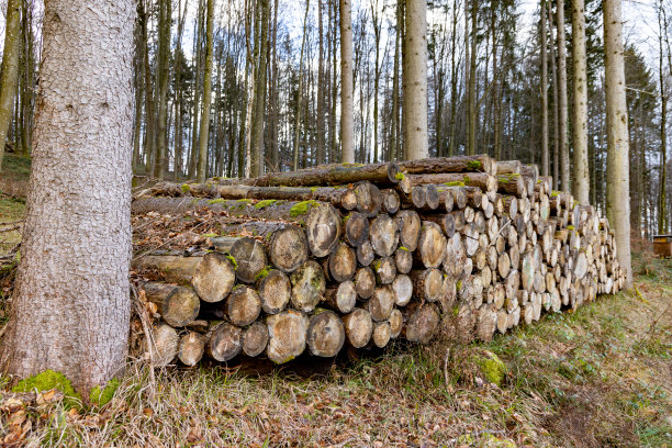 茂密的秋林里有许多大圆木图片下载