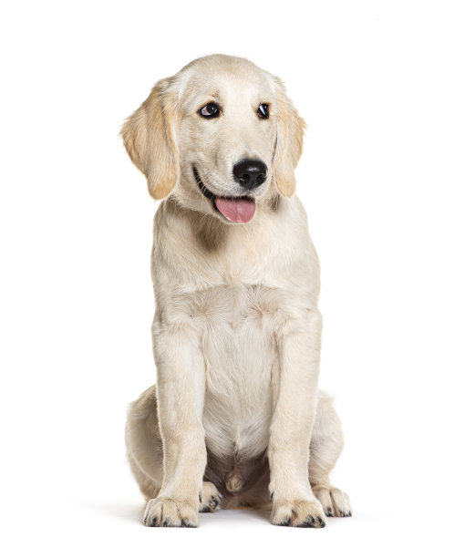 快乐的小狗金毛寻回犬看着别处，四个月大，孤立在白色上图片下载