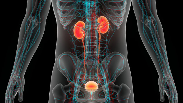 人类泌尿系统肾脏与膀胱解剖图片下载