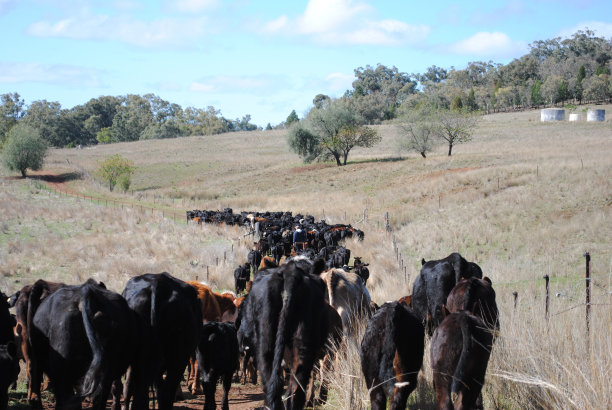 安格斯牛在围栏里图片下载
