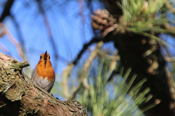 知更鸟在树上唱歌图片下载