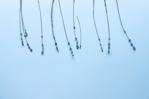 薰衣草顶视图布局在蓝色背景图片下载