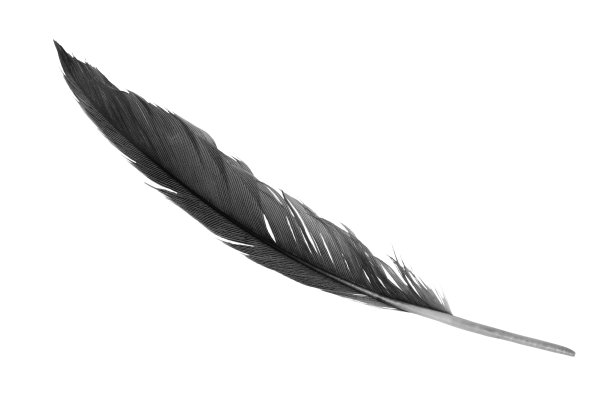 白色背景上的黑色羽毛图片下载