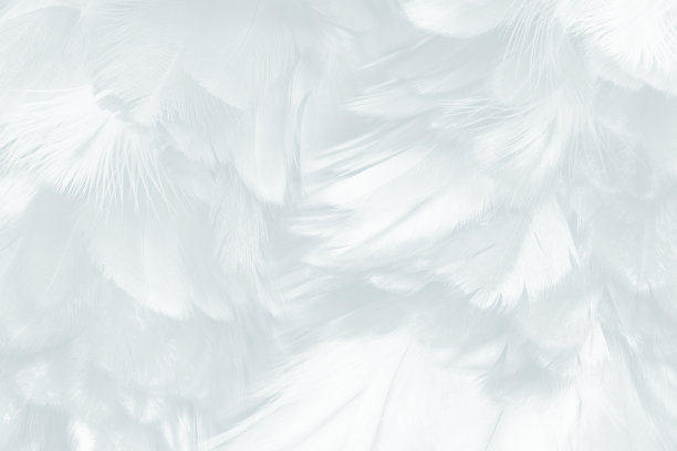 美丽的白色羽毛毛茸茸的图案纹理背景图片下载