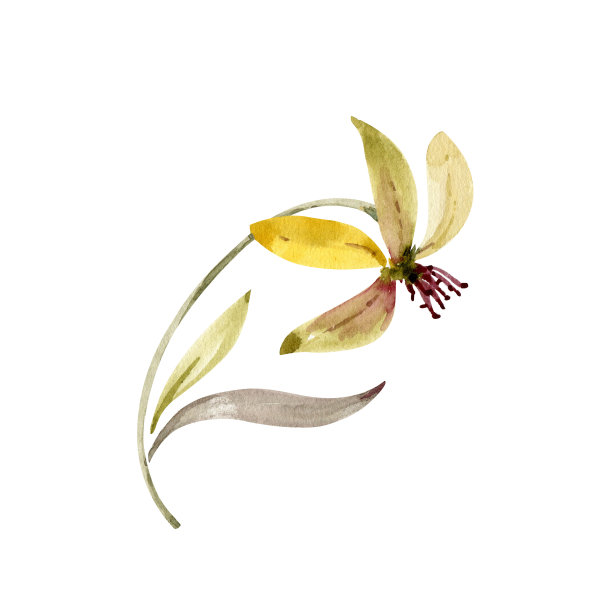 黄色的花，水彩插图卡片，设计和邀请。图片下载