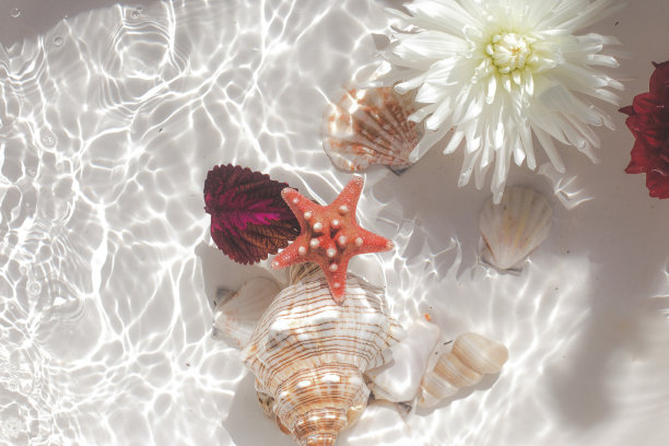 undersea,  sea ​​shells and starfish图片下载