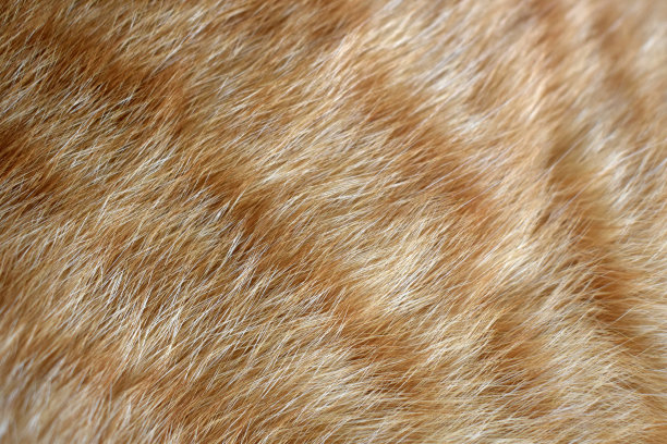 猫毛纹理背景。图片下载