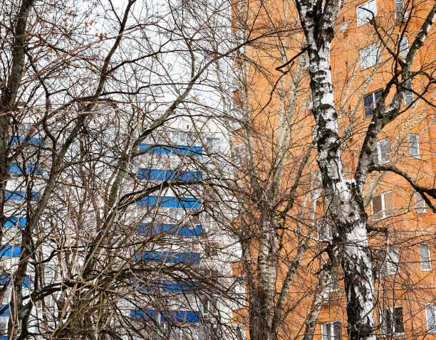 光秃秃的树木和多层住宅楼图片下载