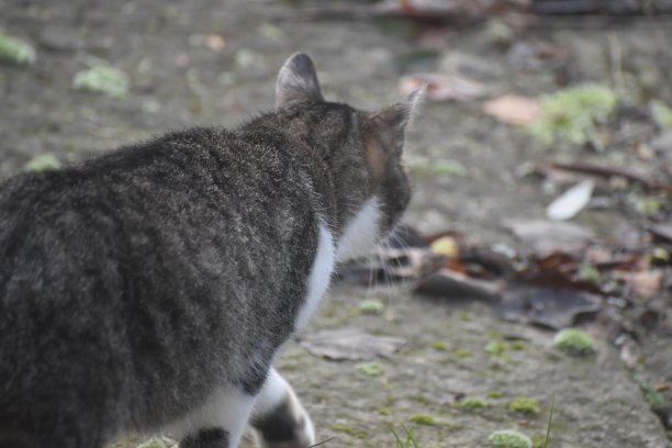 有目的。离开。的决心。狩猎。浓度。图片下载