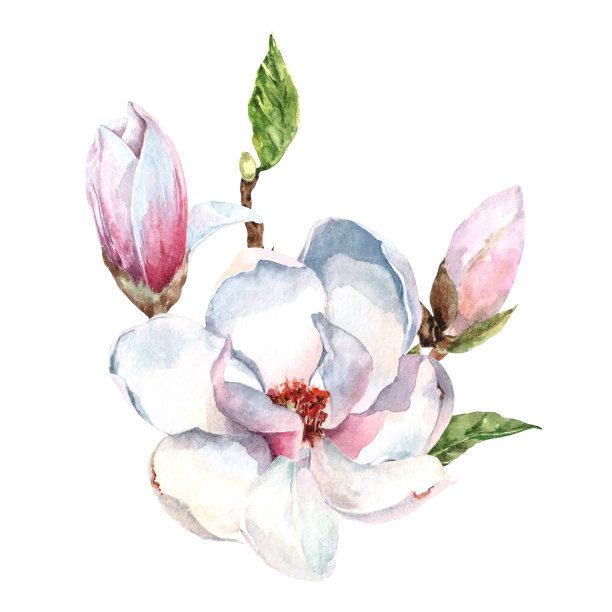 白玉兰花，枝条上有大花蕾。春天插花。手绘水彩插图孤立在白色背景的婚礼请柬，卡片，横幅，海报。图片下载