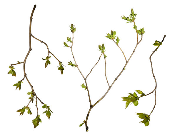 一组树枝与树叶隔离在一个白色的背景，设计元素。图片下载