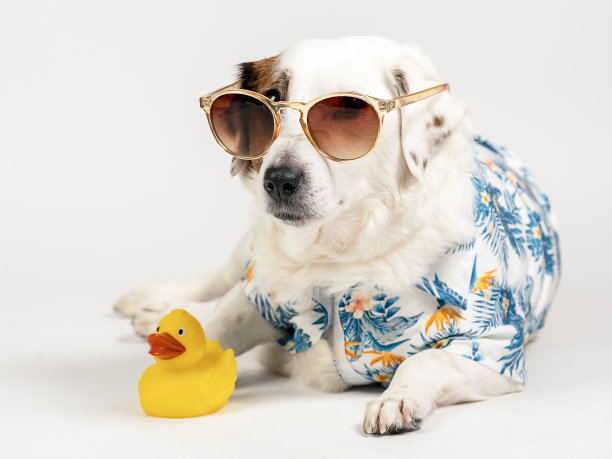 一只戴着太阳镜、穿着夏威夷衬衫的狗的肖像，白色背景上有一只黄色的鸭子。图片下载