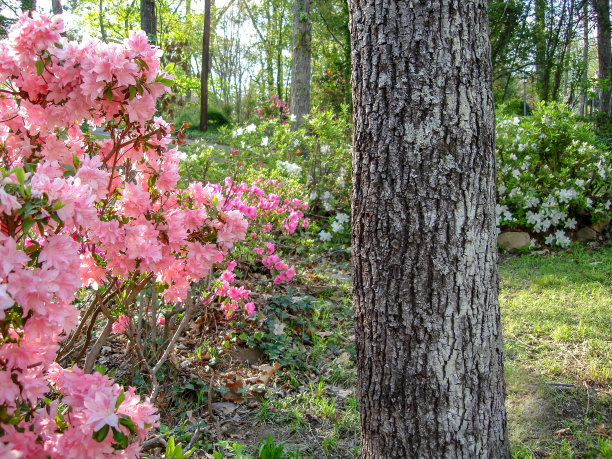 盛开的杜鹃花图片下载