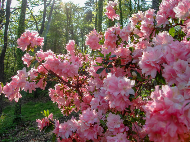 盛开的杜鹃花图片下载