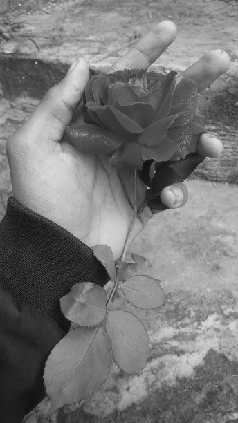 裁剪手握红玫瑰对白色背景的股票照片图片下载