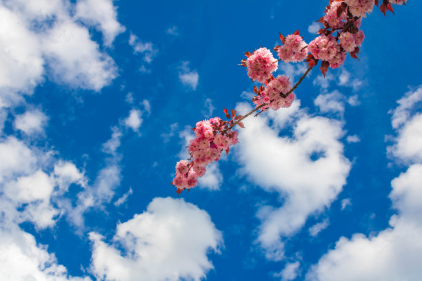 日本樱花树枝，樱李，多云天空背景图片下载