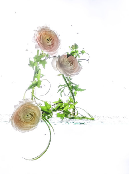 粉红色毛茛花花束，白色上有分离的水滴图片下载