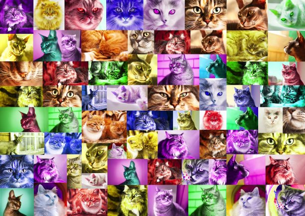 一幅拼贴画，一幅由不同颜色的猫肖像照片拼接而成的作品。图片下载