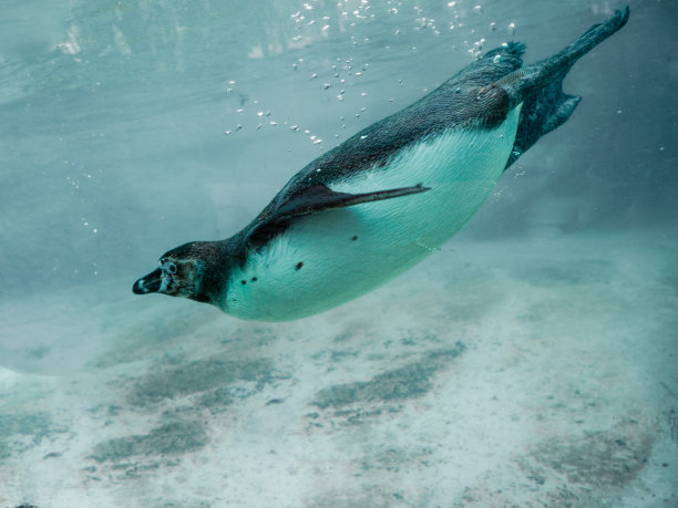 洪堡企鹅(Spheniscus humboldti)图片下载