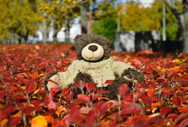 一只泰迪熊坐在灌木丛的红叶上，毛衣上写着可爱的题词图片下载