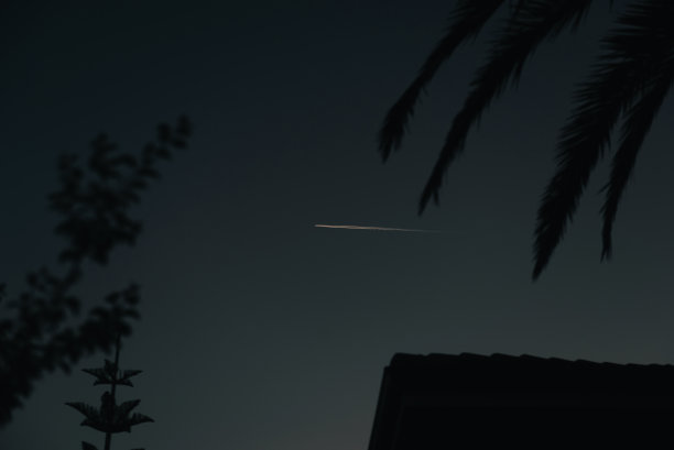 飞机在以棕榈树为背景的夜空中飞行图片下载