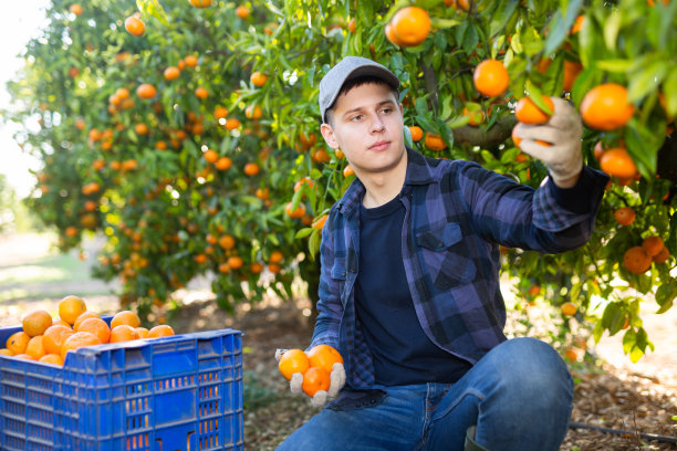男子在阳光明媚的果园收获成熟的青橘子图片下载
