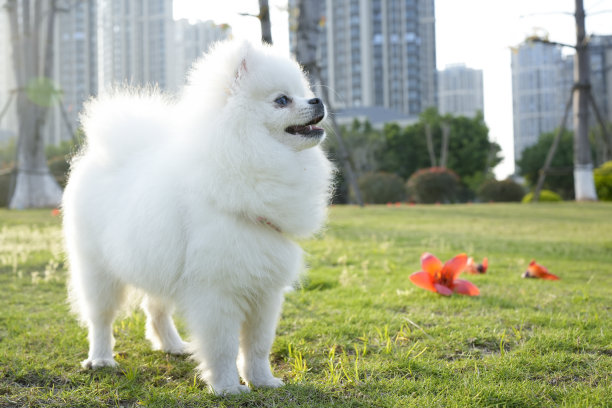 博美犬优雅地站着，吸引人们的注意图片下载