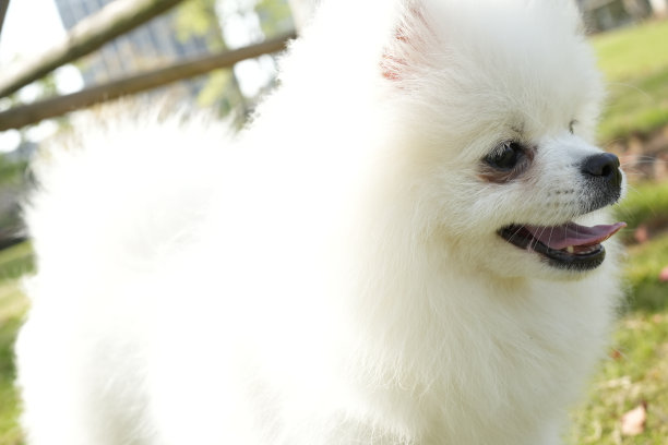 博美犬优雅地站着，吸引人们的注意图片下载