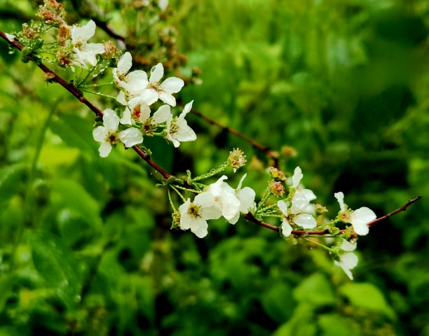 春光明媚，鲜花盛开图片下载