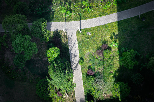 俯视下的树木图片下载