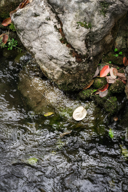 树叶在小溪里流动图片下载